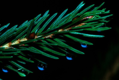 Fichte_Tropfen_1_26-12-2006.jpg