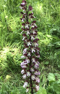 Orchis purpurea Leutra 05-2017.jpg