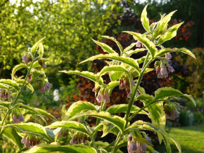 2017-05-29 Symphytum 'Axminster Gold'.jpg