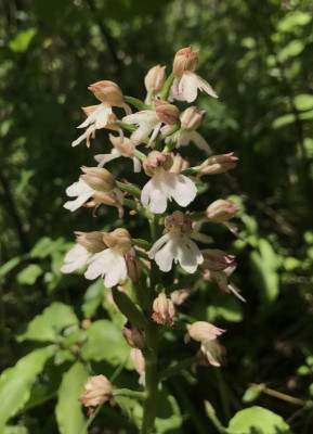 Orchis Leutra 05-2017.jpg