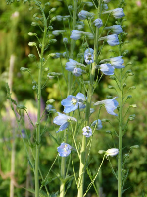 2017-05-29 Delphinium.jpg