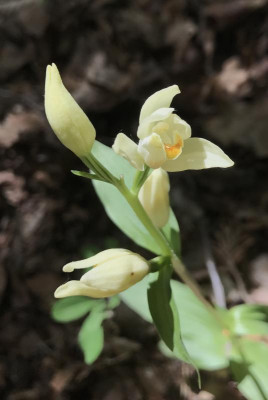 Cephalanthera damasonium Leutra 05-2017.jpg