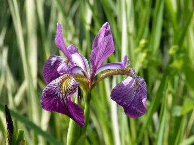 2017-05-29 Iris.jpg