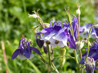 2017-05-29 Aquilegia 1.jpg