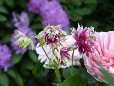 2017-05-29 Aquilegia 2.jpg