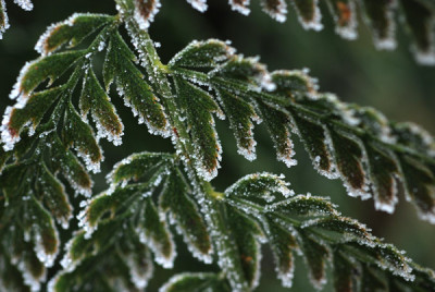 Polystichum_Bevis-frosted.jpg