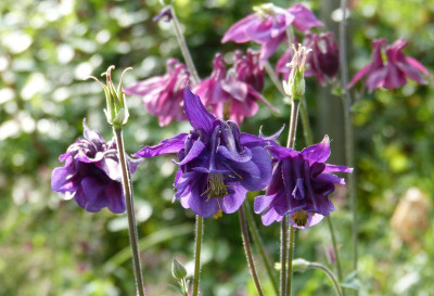 2017-05-29 Aquilegia 3.jpg