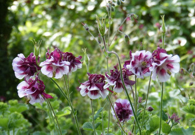 2017-05-29 Aquilegia 4.jpg
