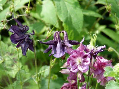 2017-05-29 Aquilegia 5.jpg