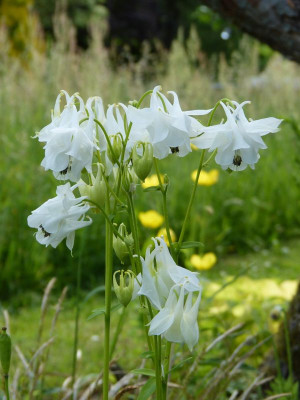 2017-05-29 Aquilegia 6.jpg