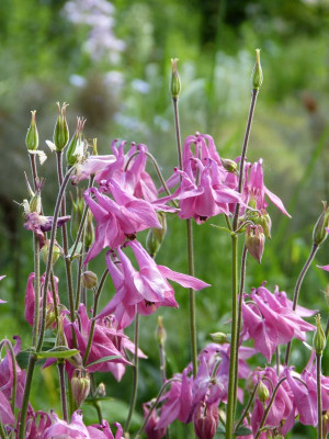 2017-05-29 Aquilegia 7.jpg