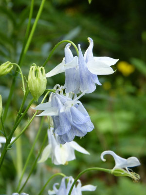 2017-05-29 Aquilegia 8.jpg