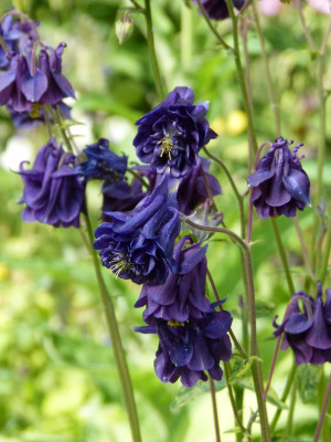 2017-05-29 Aquilegia 9.jpg