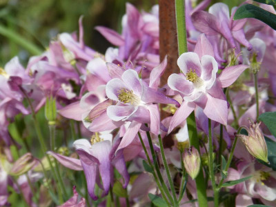 2017-05-29 Aquilegia 10.jpg