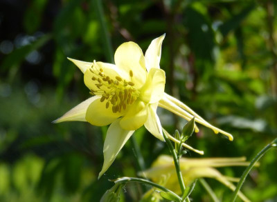2017-05-29 Aquilegia 11.jpg