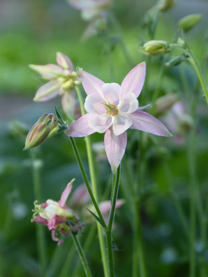 2017-05-29 Aquilegia 12.jpg