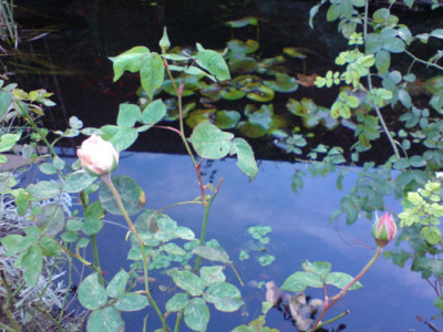 sdm_am_teich.JPG