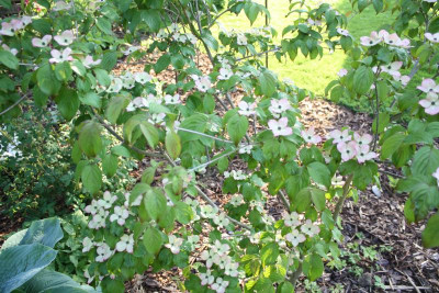 Garten, Mai 2017 039.JPG