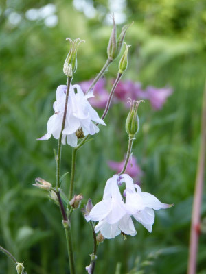 2017-05-29 Aquilegia 13.jpg