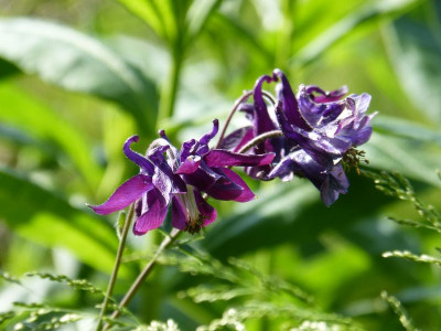 2017-05-29 Aquilegia 14.jpg