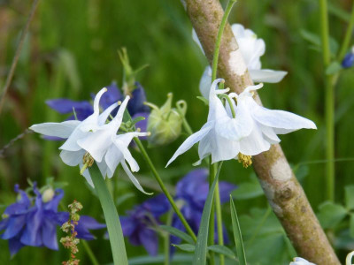 2017-05-29 Aquilegia 15.jpg