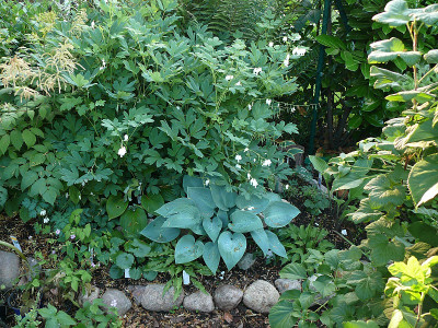 dicentra_spectabilis_alba_2015-06-24_505.jpg