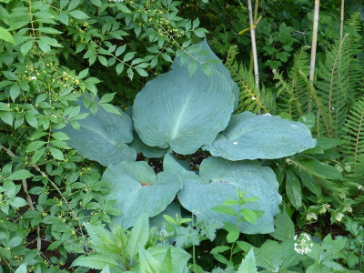 2017-05-29 Hosta.jpg