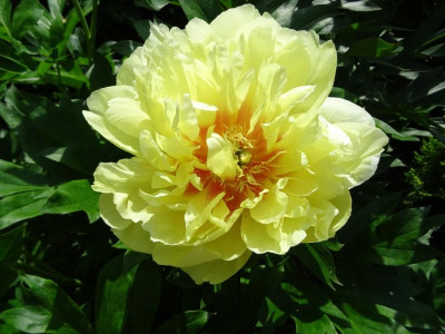 Paeonia Bartzella Mai 2017.JPG