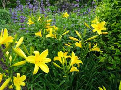 Hemerocallis mit Nepeta Mai 2017.JPG