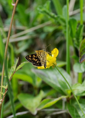 schmetterling2unbekanntdörnberg.jpg