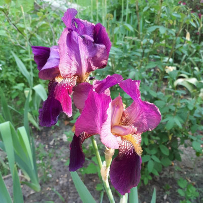 20170530_071855.jpg