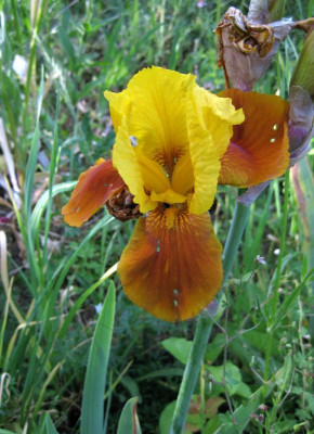 062 Iris gelb-braun.jpg
