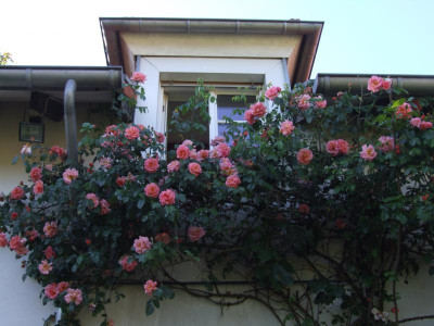 DSCF3928.JPG