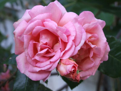 DSCF3935.JPG
