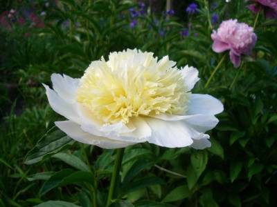 IMGP4769.JPG