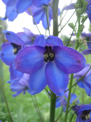 Delphinium 'Grünberg'_5355_r1.jpg