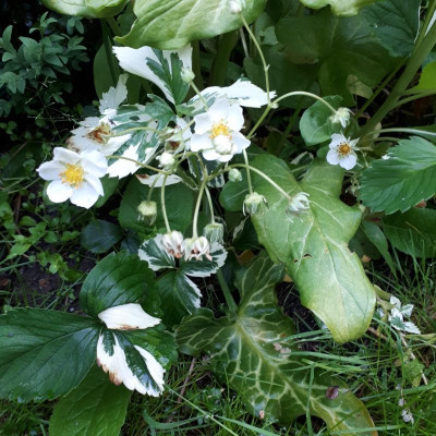 20170530_070438.jpg