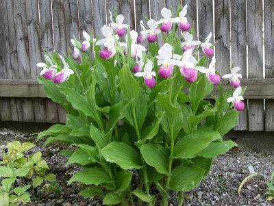 Cypripedium reginae 30.05.17.JPG