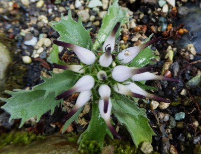 Physoplexis comosa var. pubescens ...   30.5.17 007.jpg