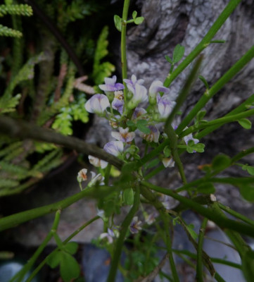 Carmichaelia rivularis ...   30.5.17 002.jpg