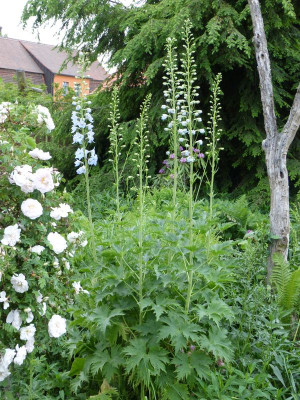 2017-05-30 Delphinium 'Gletscherwasser'.jpg