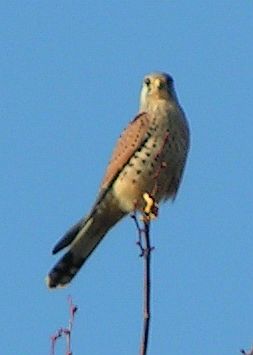 FalcoTinnunculus-Turmfalke02.jpg