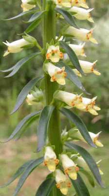 Digitalis_sp111.jpg