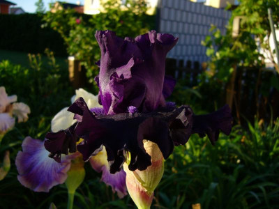 P1030836.JPG