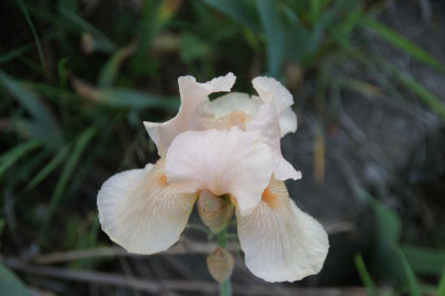 Dentelle Rose 90cm.JPG