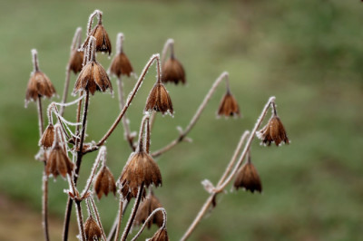 Astrantia-Glockenspiel.jpg