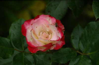 DSC06450.JPG