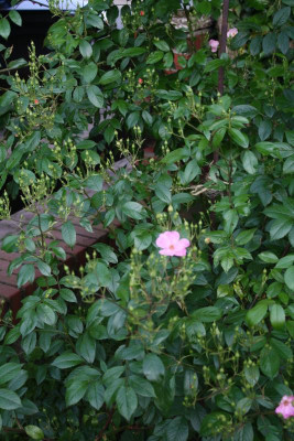 Garten, Mai 2017 087.JPG