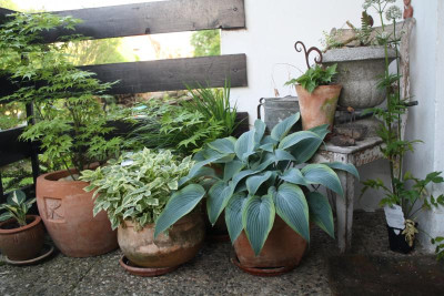Garten, Mai 2017 006.JPG