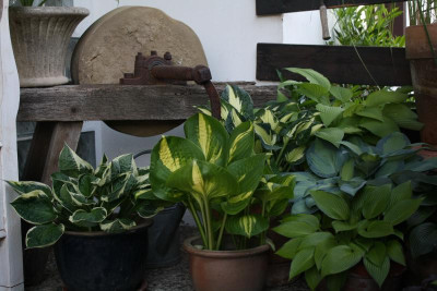 Garten, Mai 2017 004.JPG